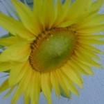 Sonnenblumensamen von der Personalmesse